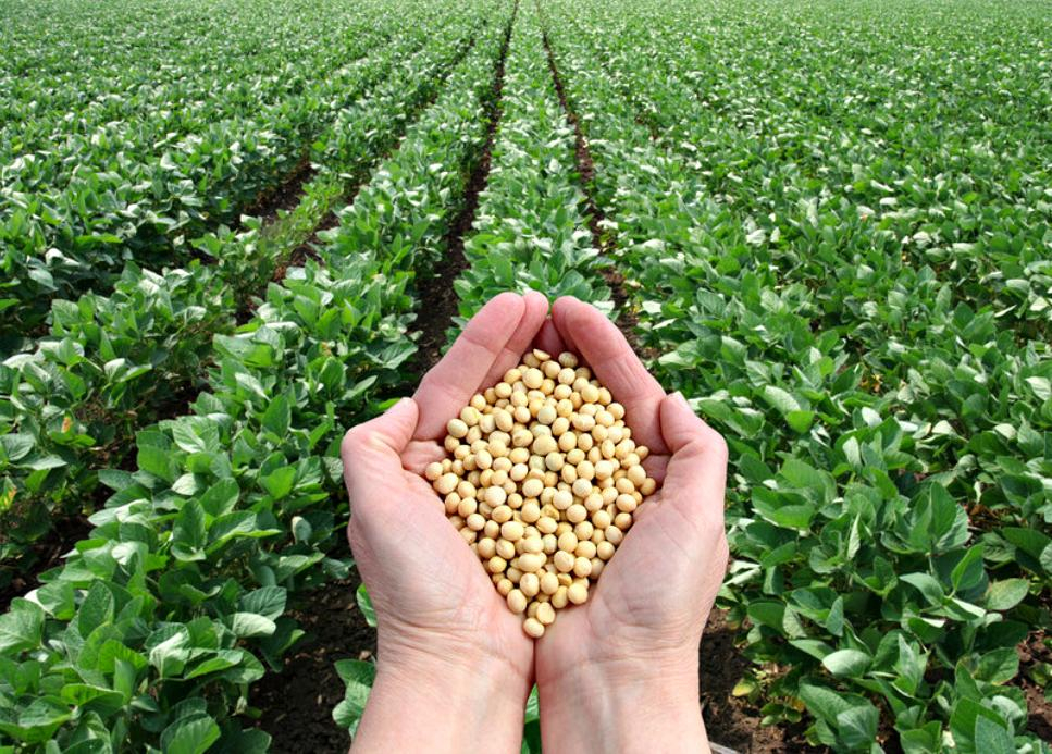 Premium Soy Production