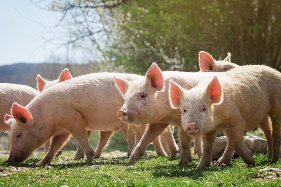 Premium Pork Production