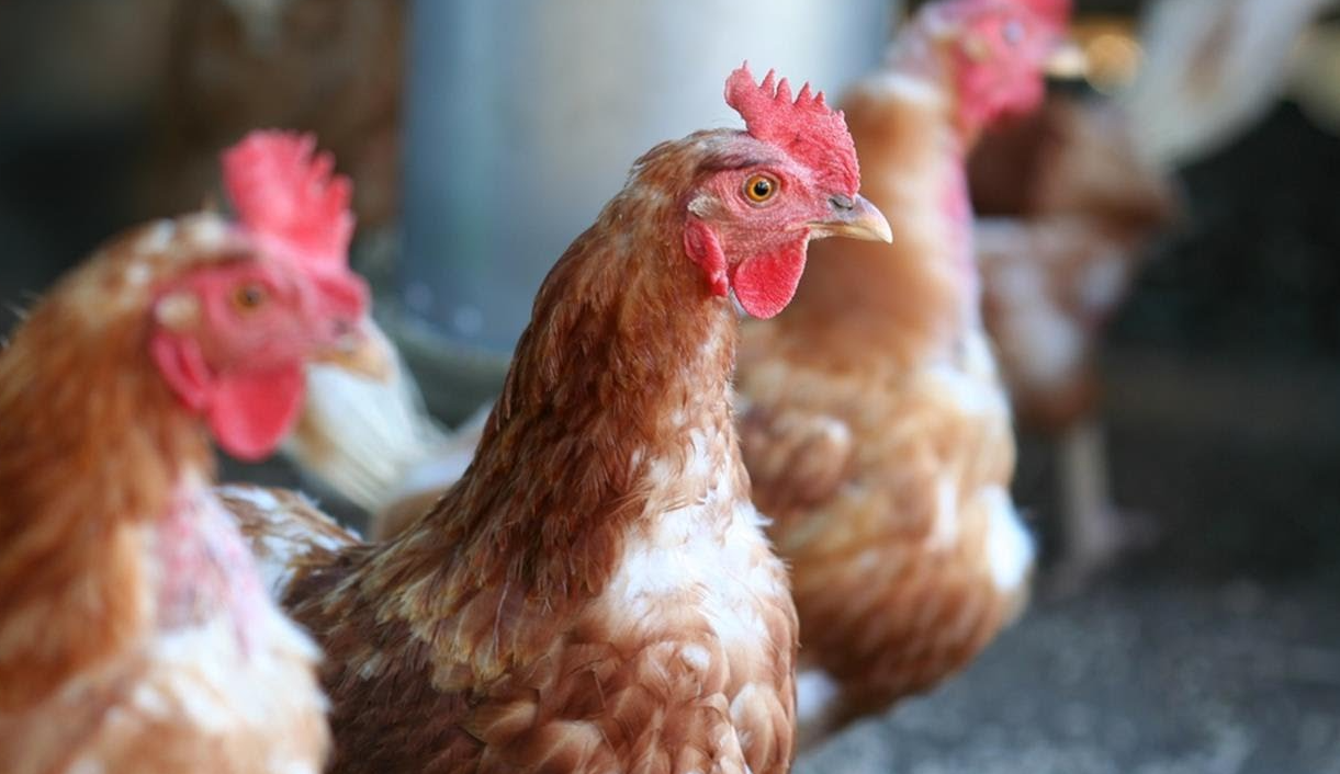 Quality Control Process